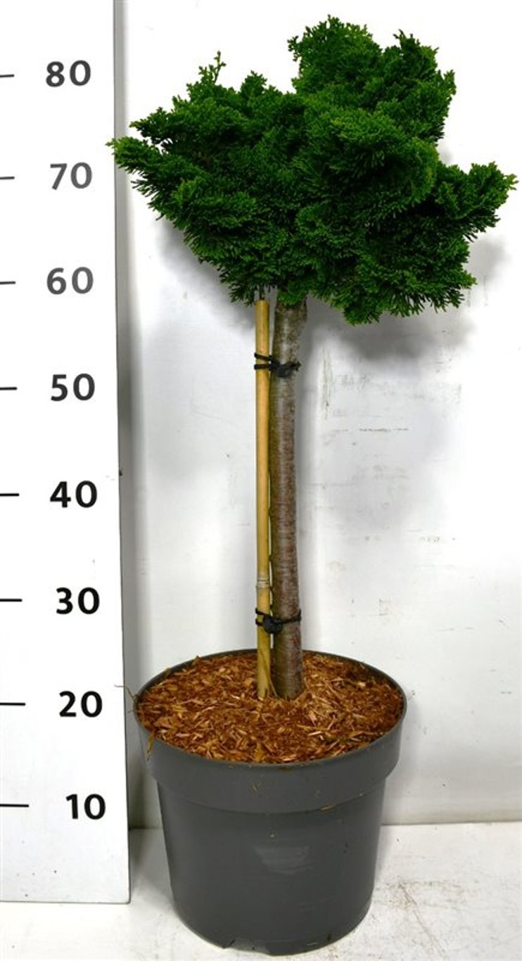 Chamaecyparis o. 'Nana Gracilis' - 40 CM Stem C7.5